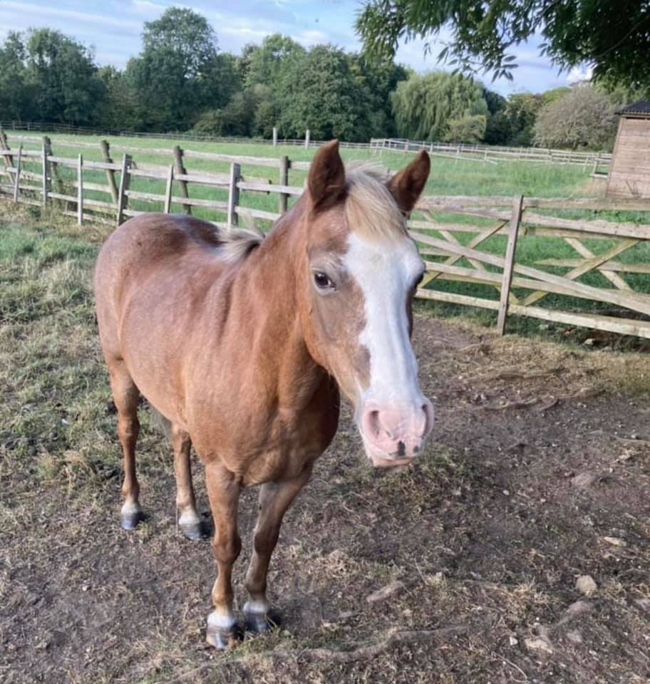 Rednil Farm Riding Stables | Lincoln
