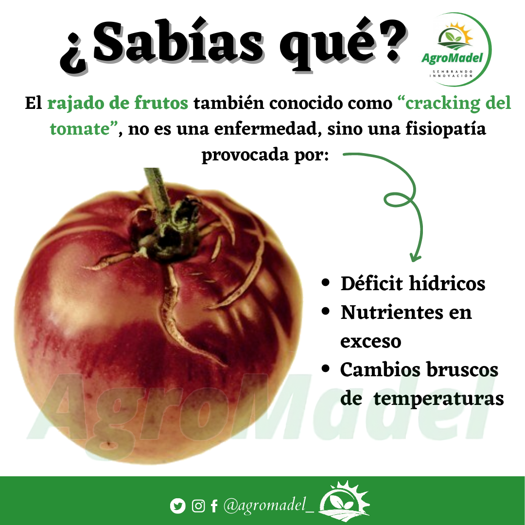 agromadel_ - 🔎💫🍅El rajado de fruto, también conocido como... | Facebook