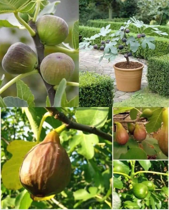 Fignomenal Dwarf Fig Tree – Dwarf Fig Plant – Self Fertile