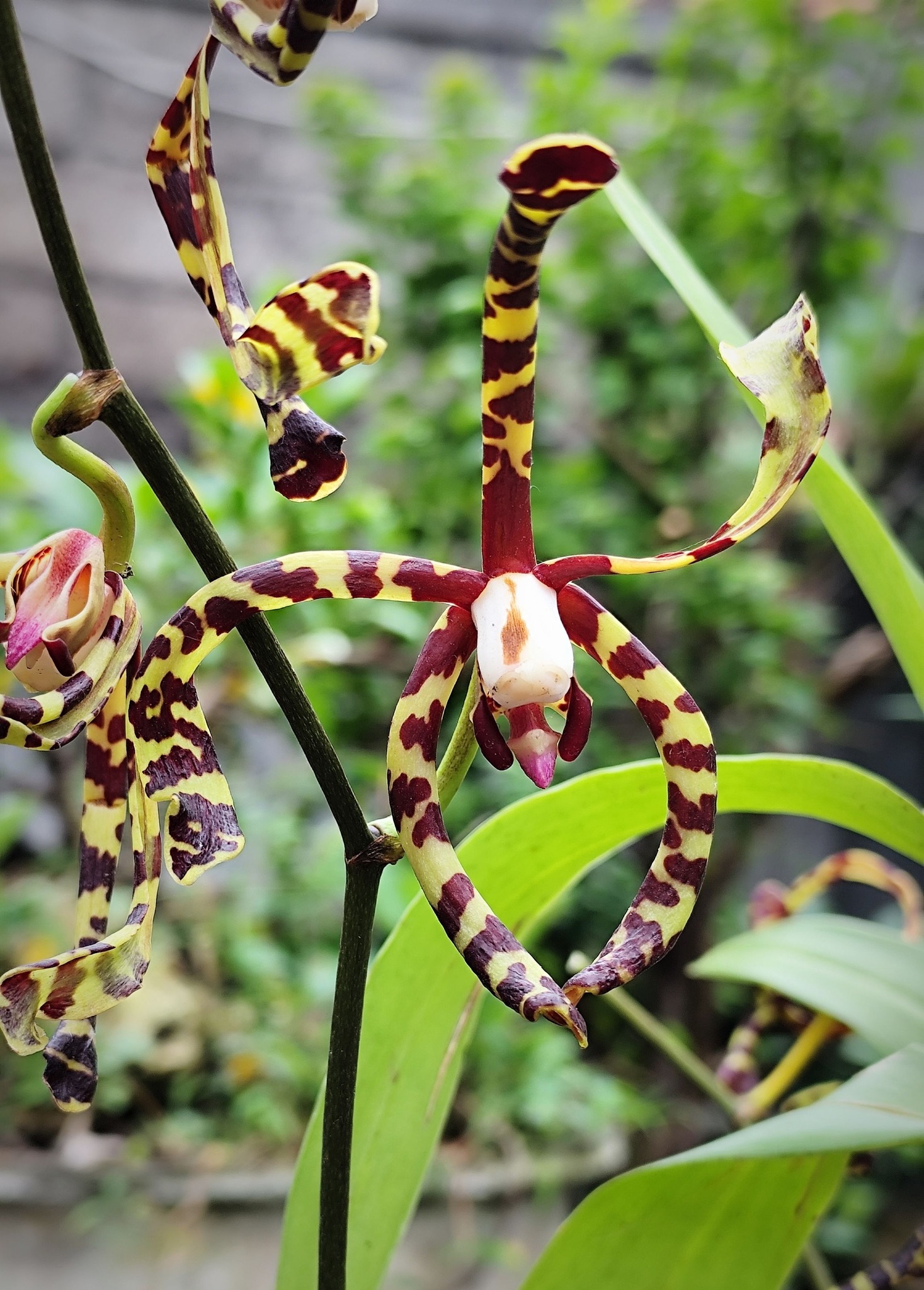 Arachnis flos- Aeris Scorpion orchid 🦂