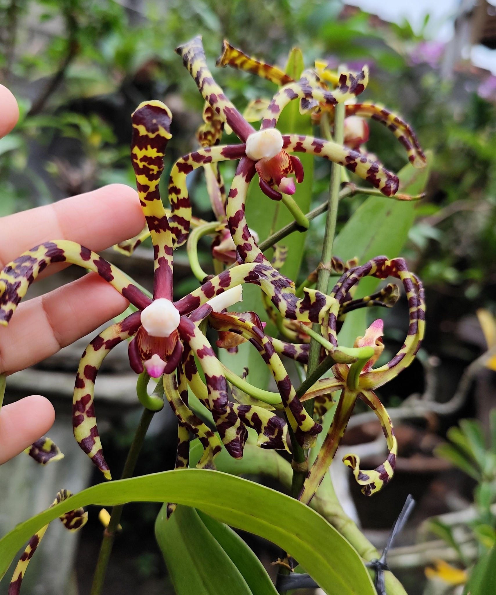Arachnis flos- Aeris Scorpion orchid 🦂