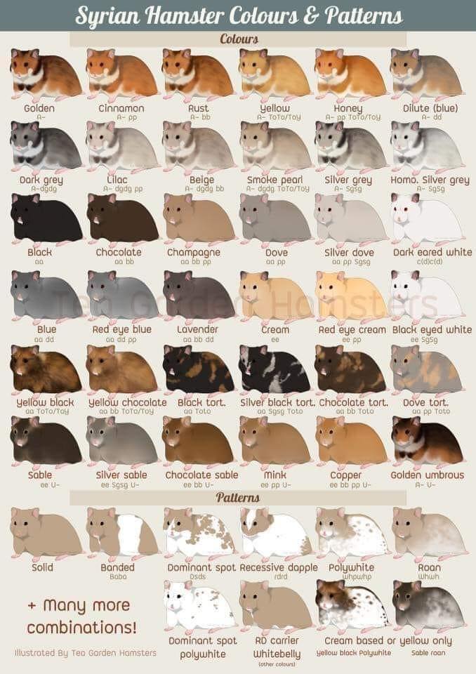 Here’s a good colour chart for... - Silverwoods Hamstery | Facebook
