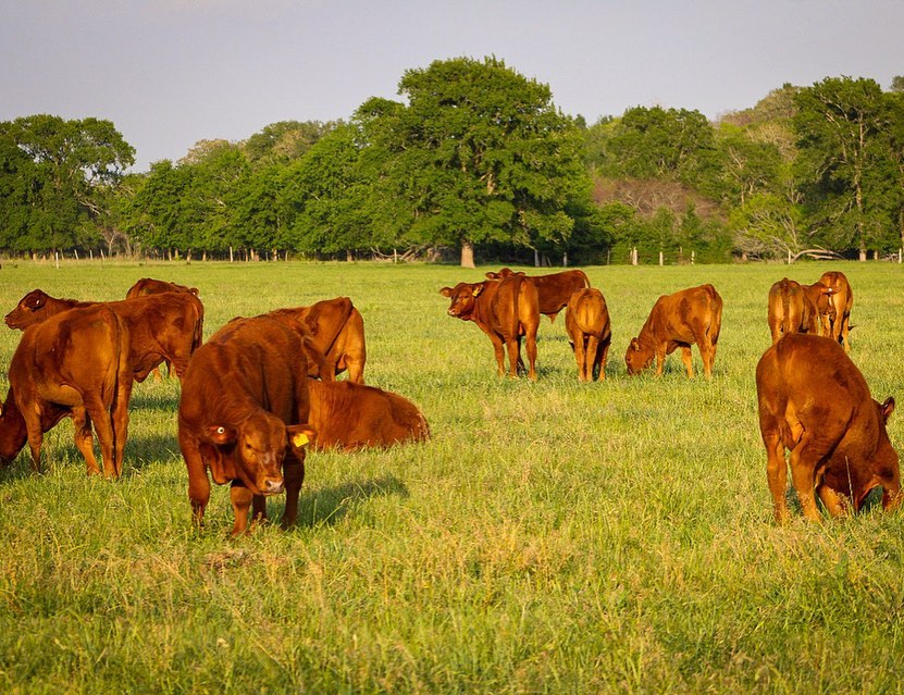 Tuna Rosa Ranch - Red Brangus + Green spring grass =... | Facebook