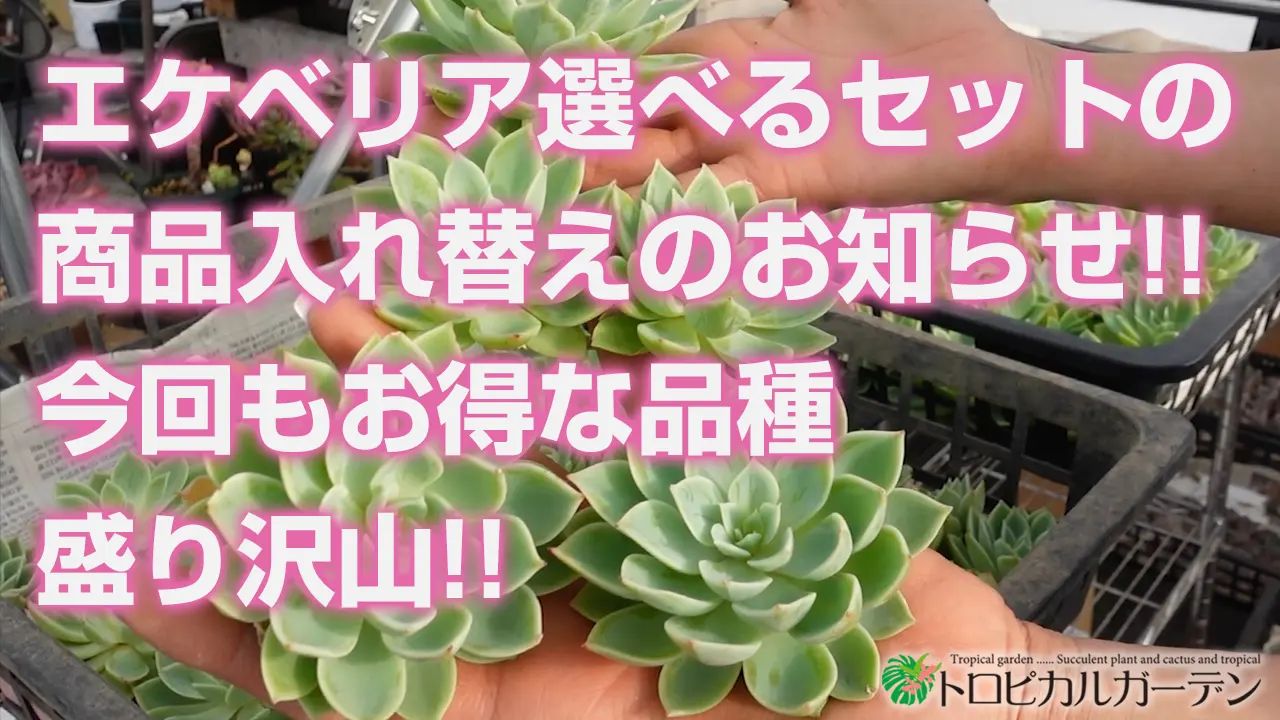 こんばんは🌙😃❗ 今夜は選べるセット更新です😁 メッチャ豪華な内容