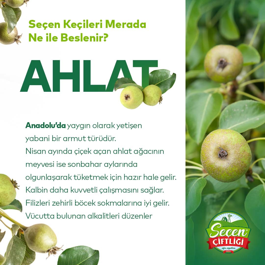 Seçen çiftliği - Seçen Keçilerinin merada beslendiği...