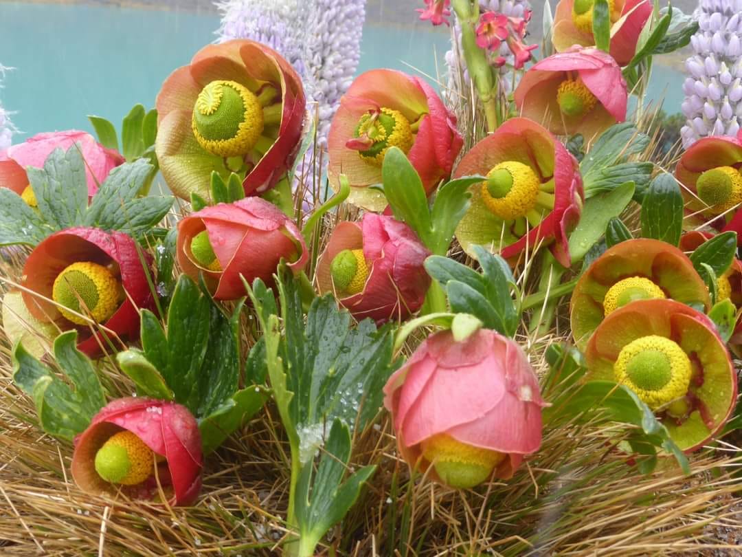 La Rima Rima es una de las flores más... - Chacas Peru Travel