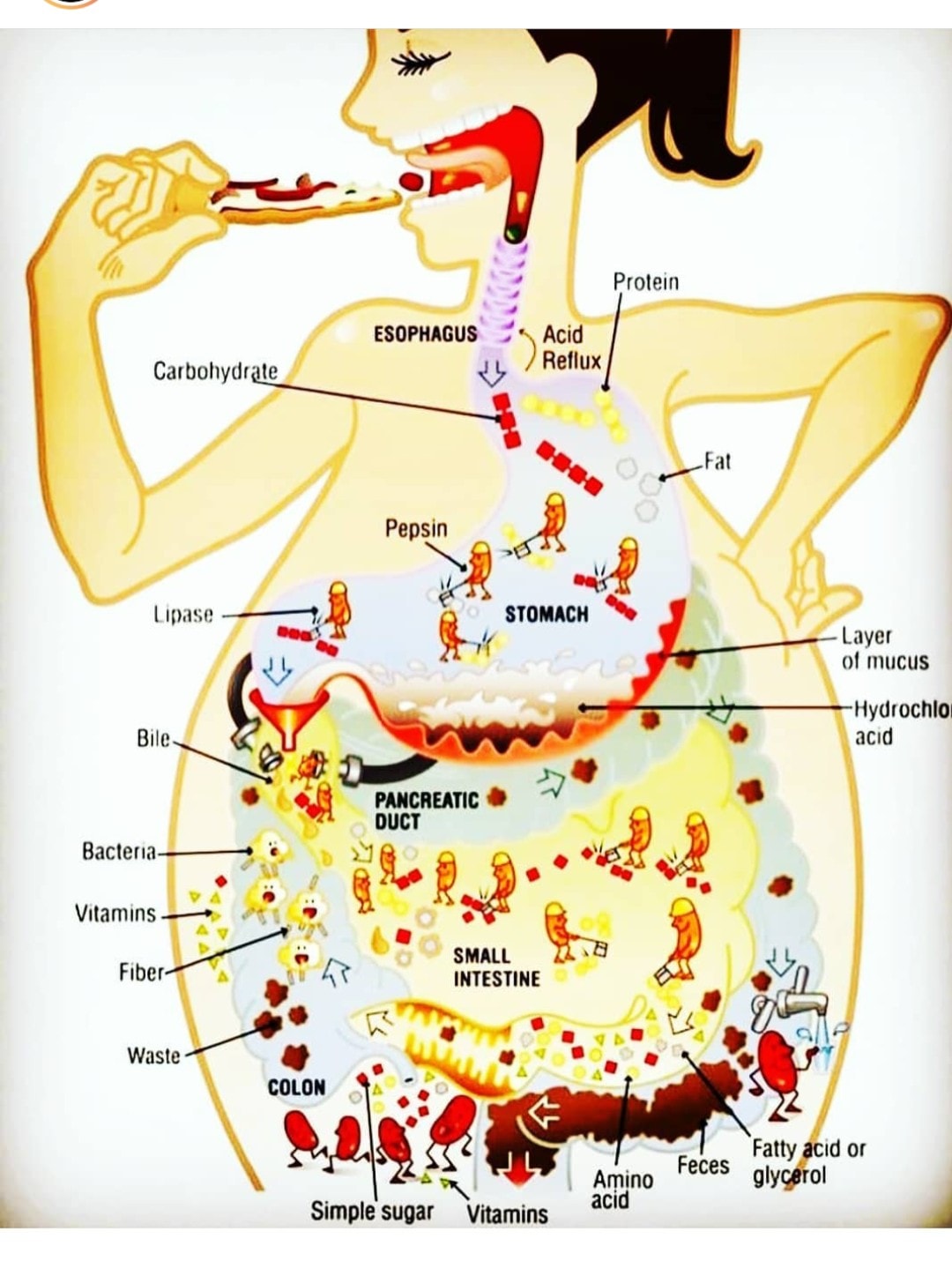 Food pathway #pharmacology #anatomy... - Pharmacy knowledge