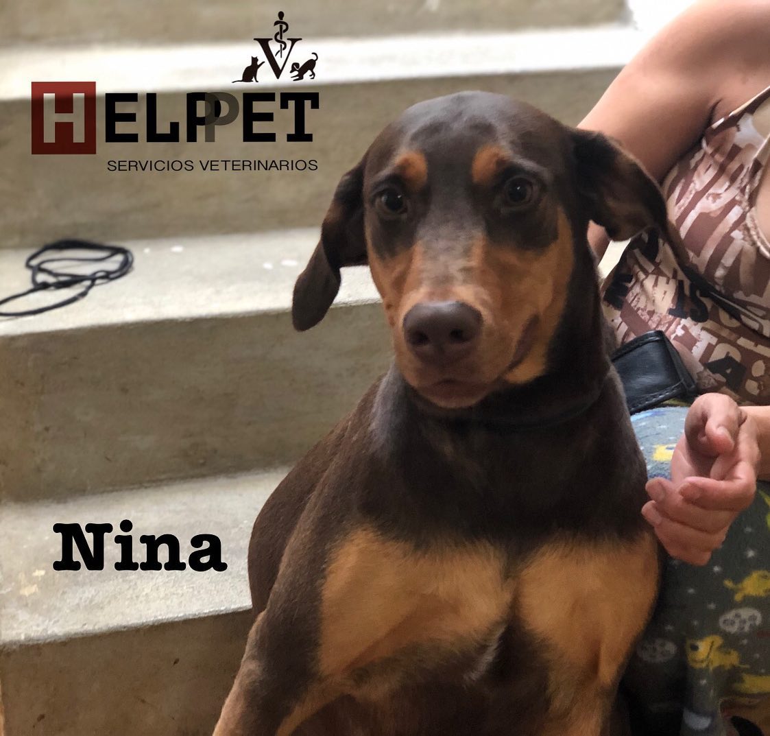 Les presentamos a nuestras... - Helpet Servicios Veterinarios | Facebook