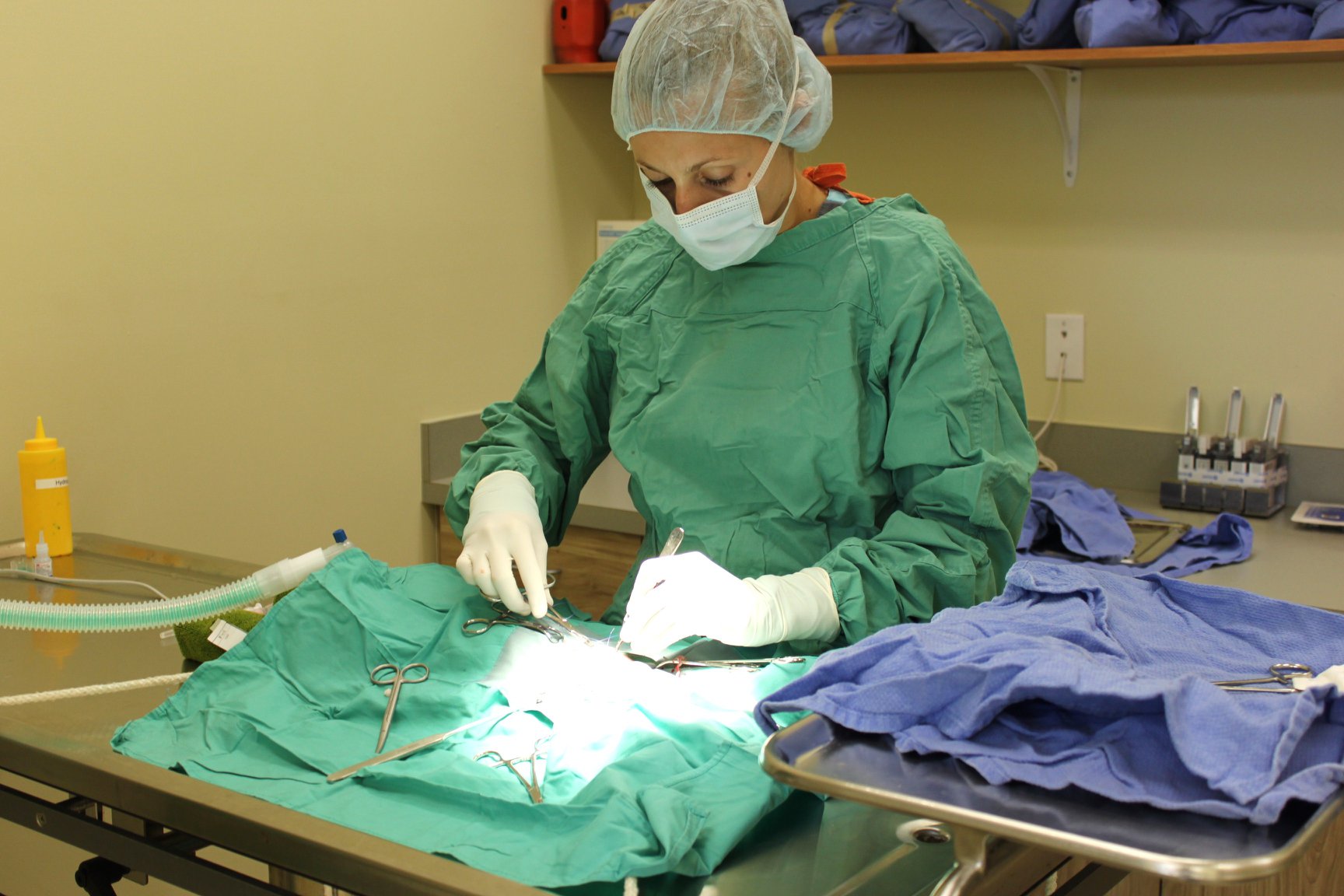 Redinger Spay/Neuter Clinic | Daytona Beach FL