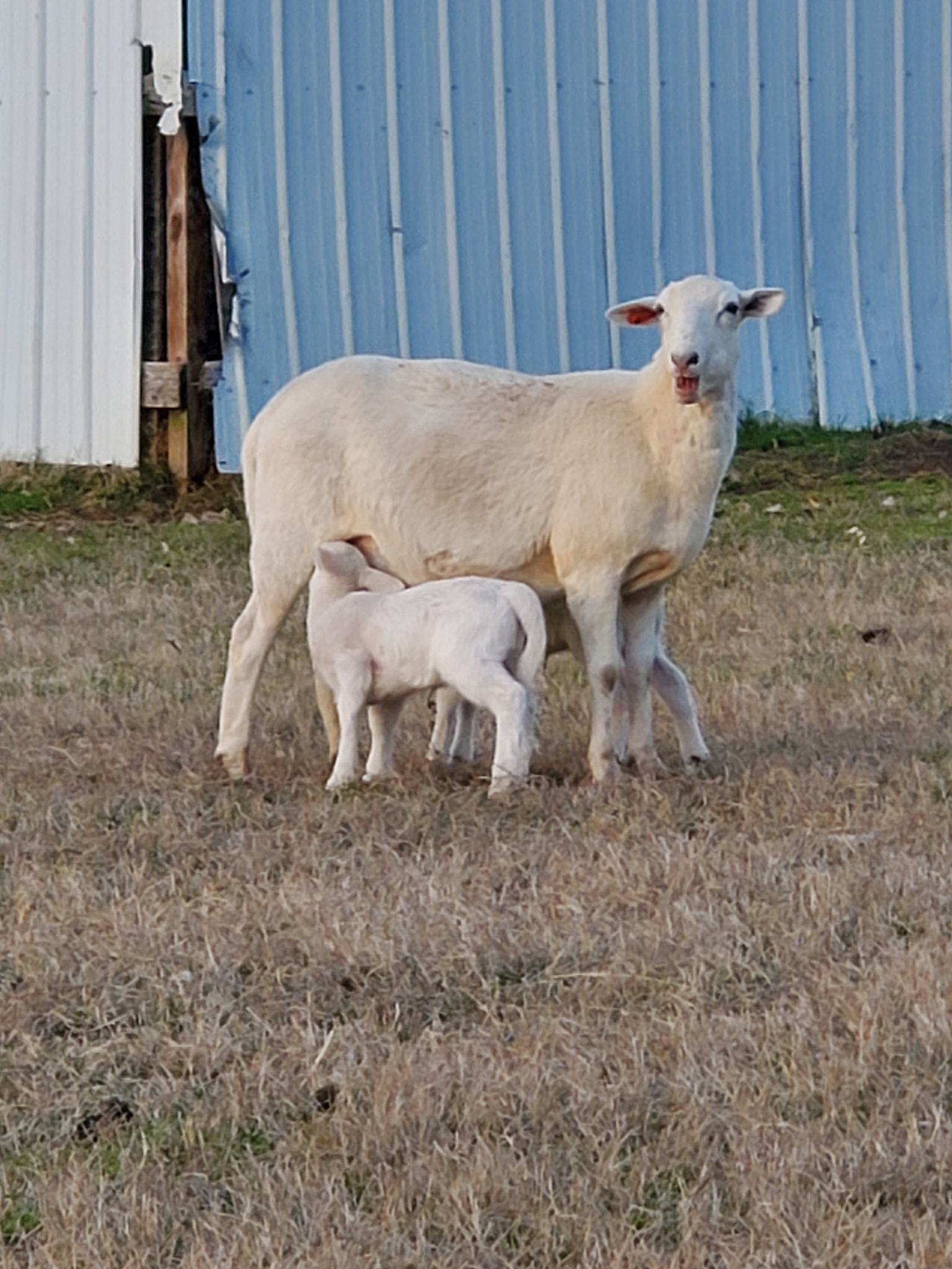 Feather Ridge Farms
