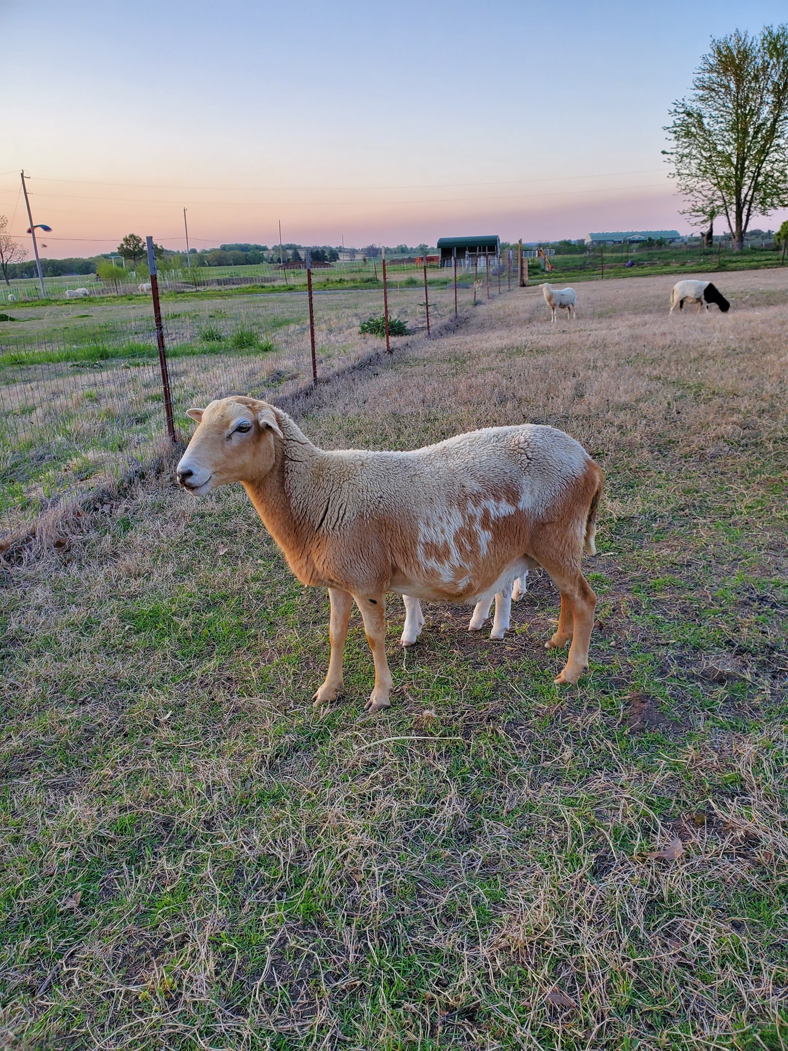 Feather Ridge Farms
