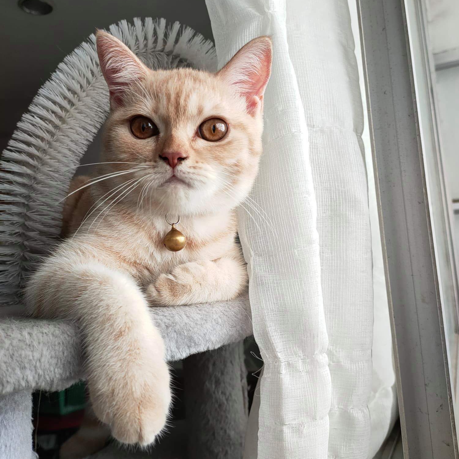 Muffin catcat - มองหน้าทำไม มีใจหรอคับ #buttercat...