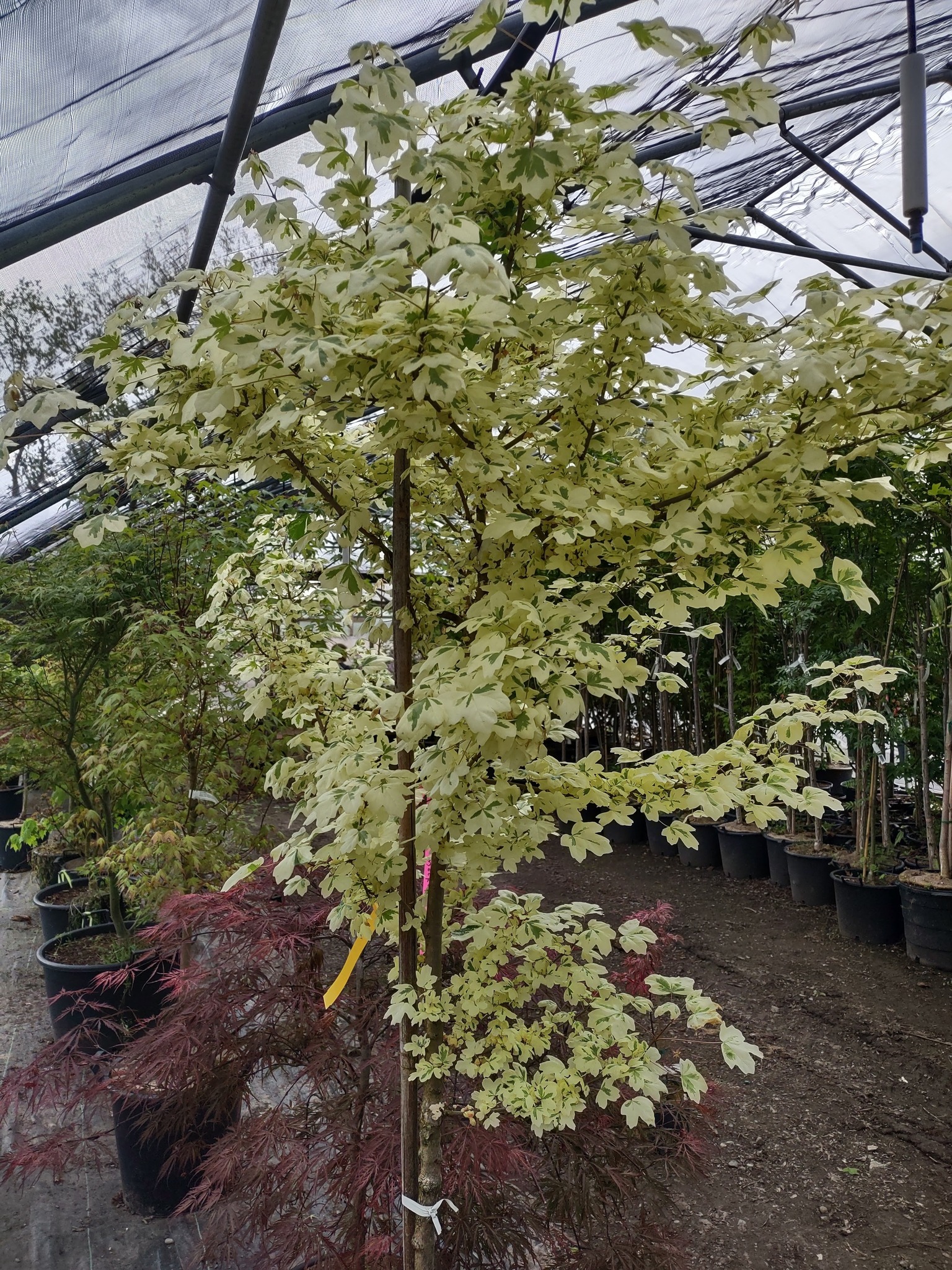 What type of Japanese Maple is 'Carnival'?