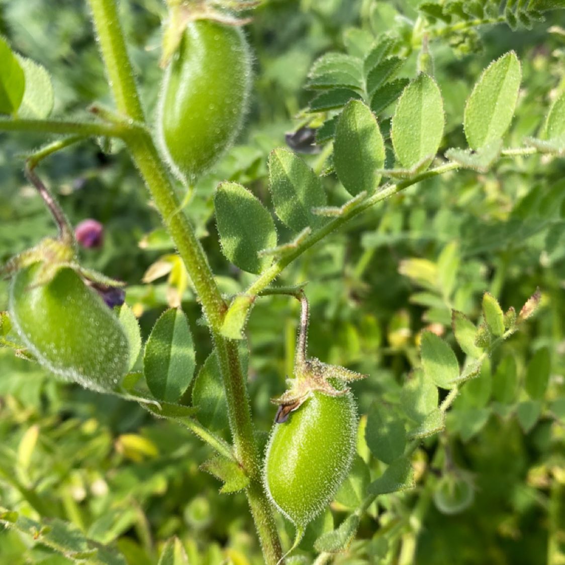 カオヤム山羊草 - 先日、奈良の農家さんの畑に 収穫に行った時、 ひよこ豆の表面がキラキラしてるのが気になったので、... | Facebook