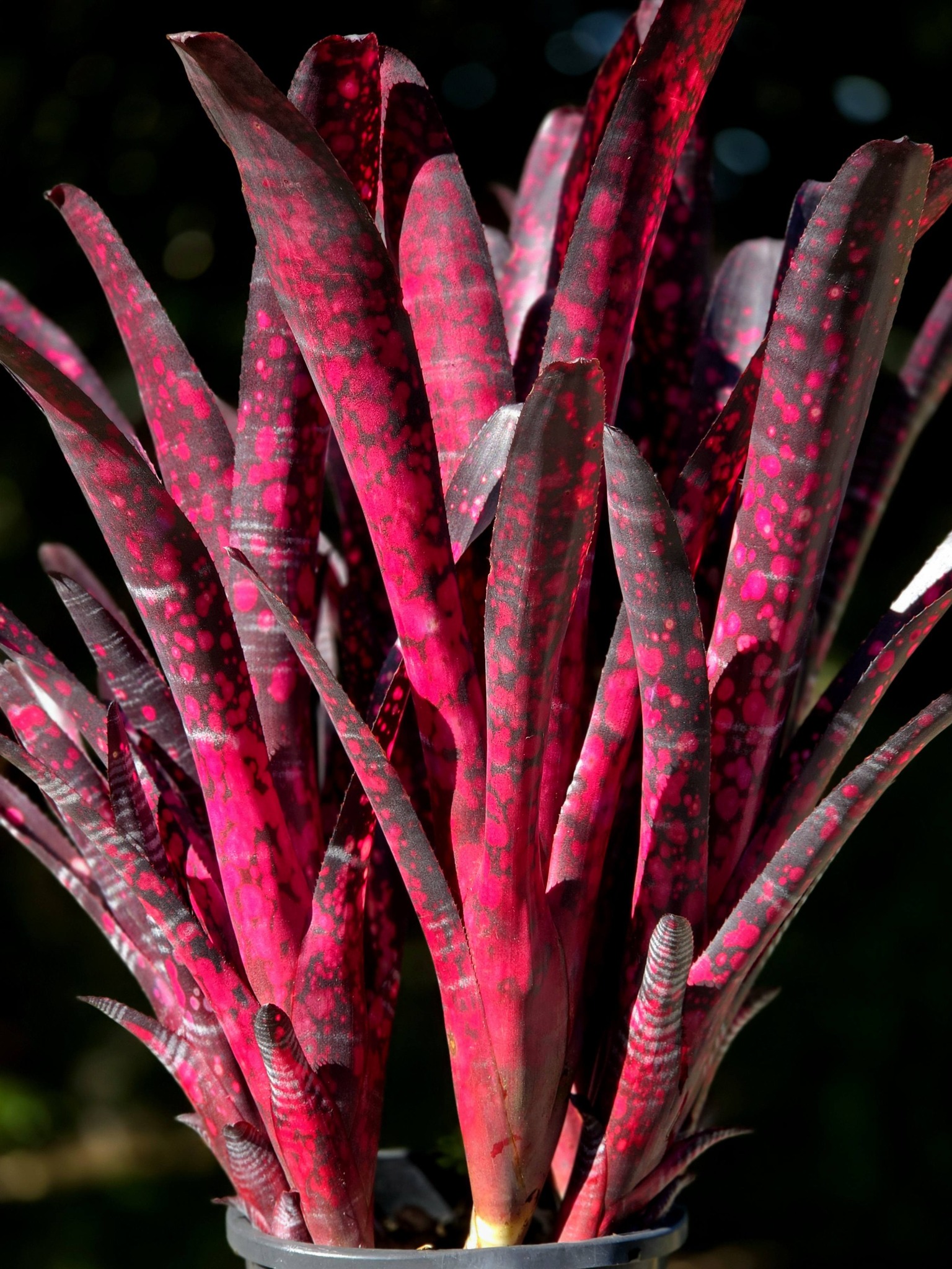 ブロメリア・エアープランツ Billbergia Talbot Sweet Cherry Billbergia 'Talbot Cherry Maple' growing in Australia