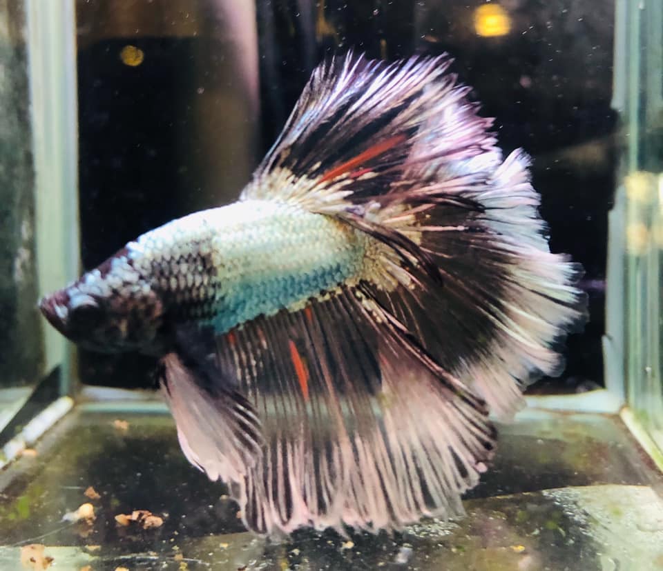 Aztec Aquarium - What could be Betta than some stunning... | Facebook