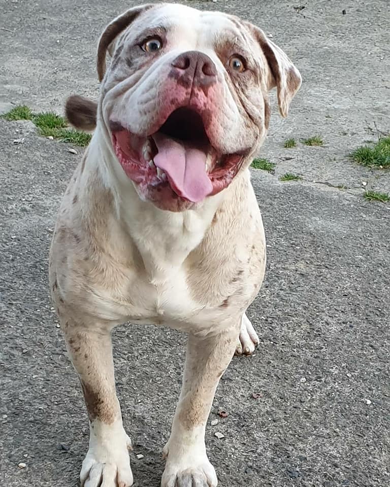 Alapaha Blueblood Bulldog France Posts Facebook