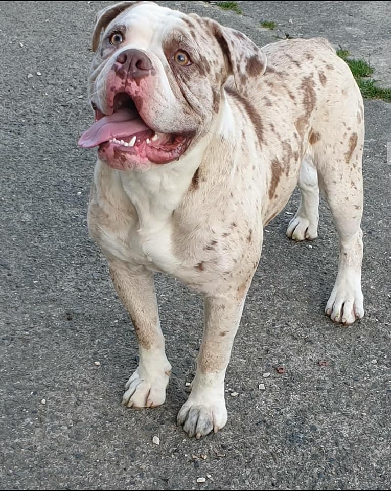 Alapaha Blueblood Bulldog France Posts Facebook