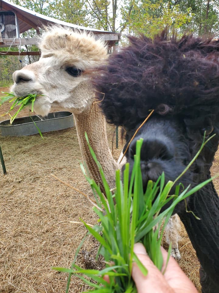 Always-Chillin Alpaca Ranch LLC | Grantsburg WI