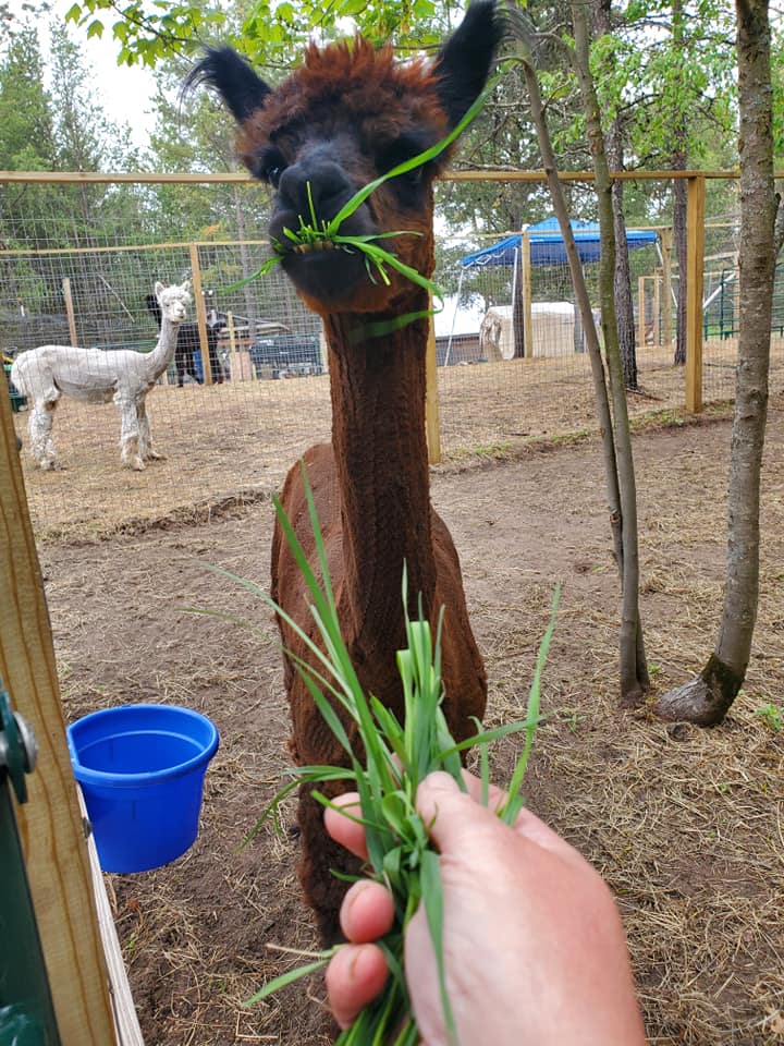 Always-Chillin Alpaca Ranch LLC | Grantsburg WI