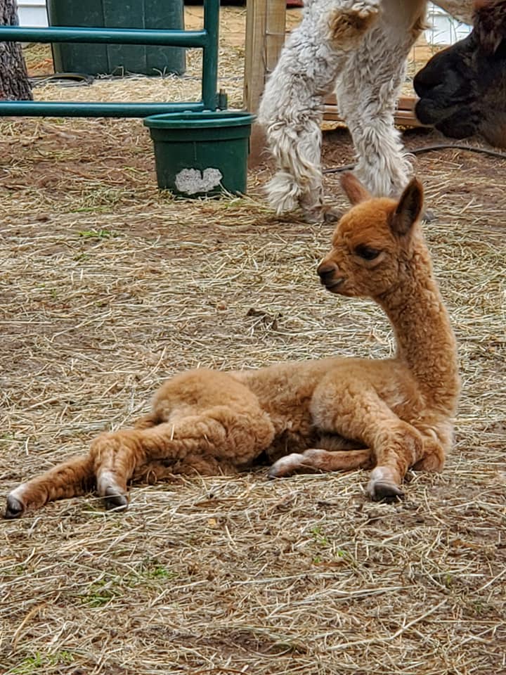 Always-Chillin Alpaca Ranch LLC | Grantsburg WI