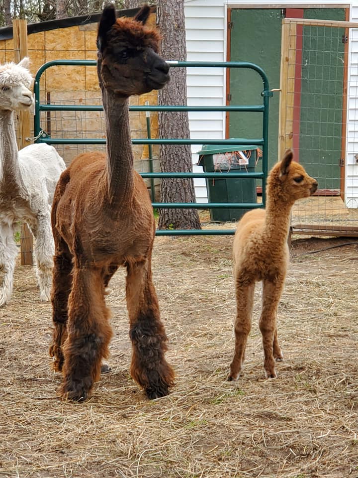Always-Chillin Alpaca Ranch LLC | Grantsburg WI