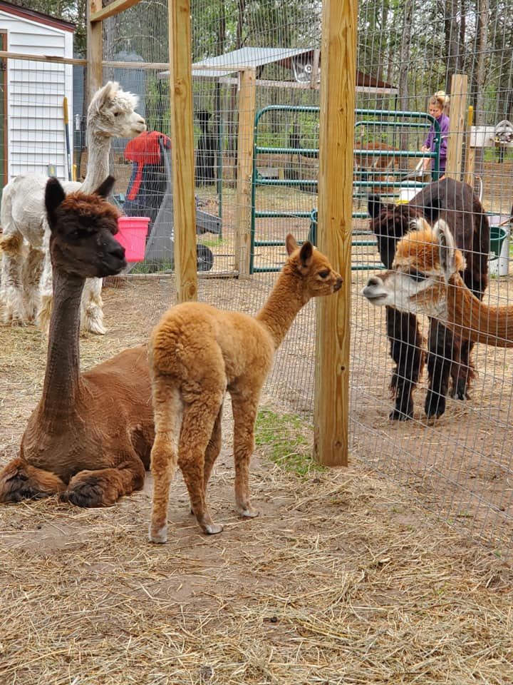 Always-Chillin Alpaca Ranch LLC | Grantsburg WI