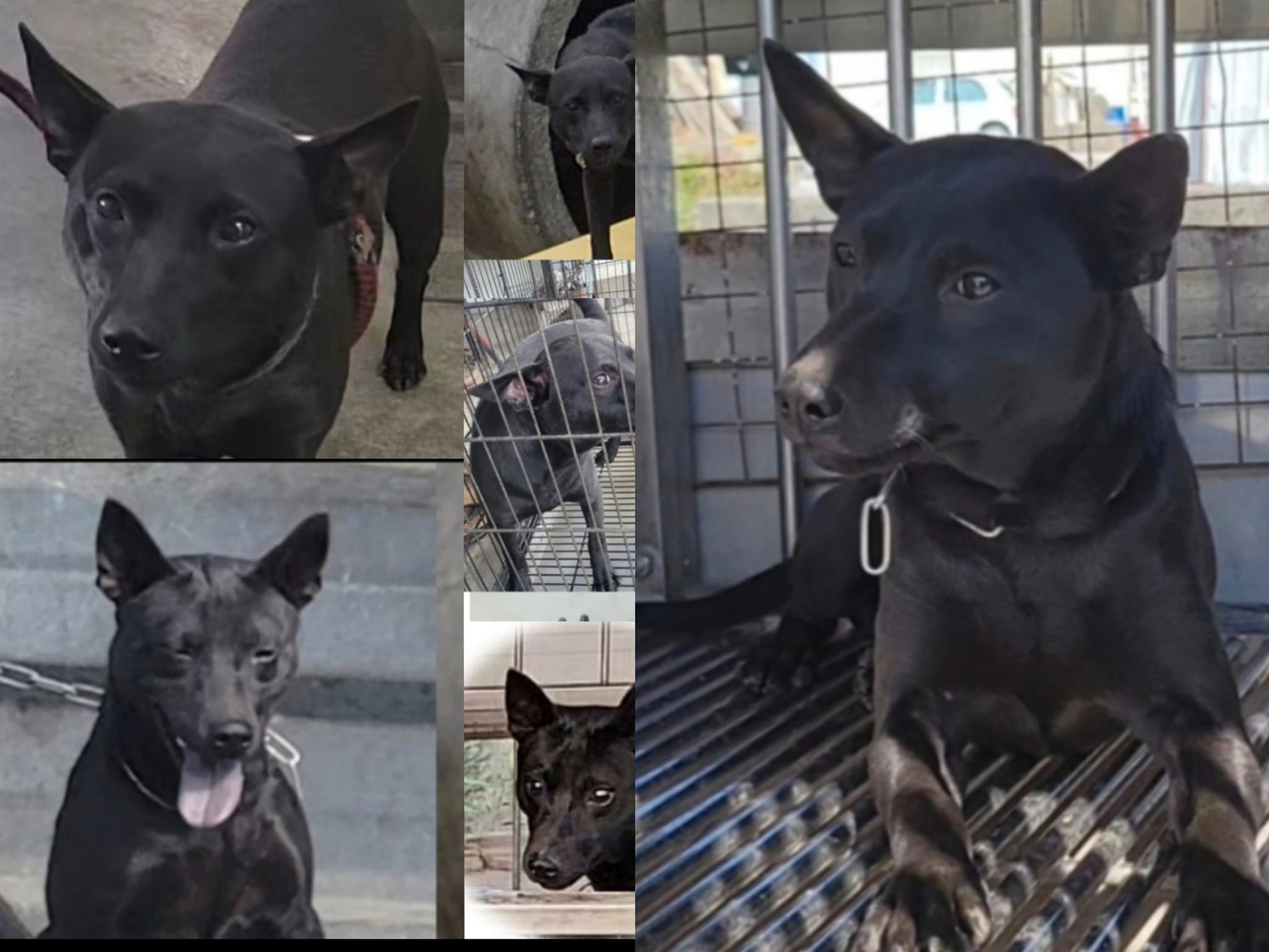 盛吉犬舍 專業台灣犬 培育