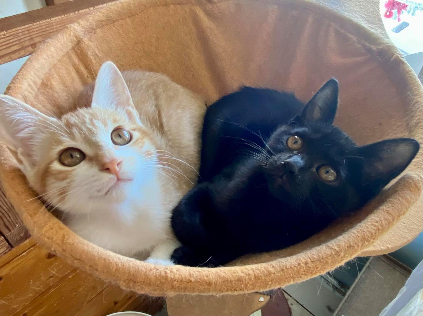 みなとねこ 東京都港区の主婦らによる地域猫ボランティア الصفحة الرئيسية فيسبوك