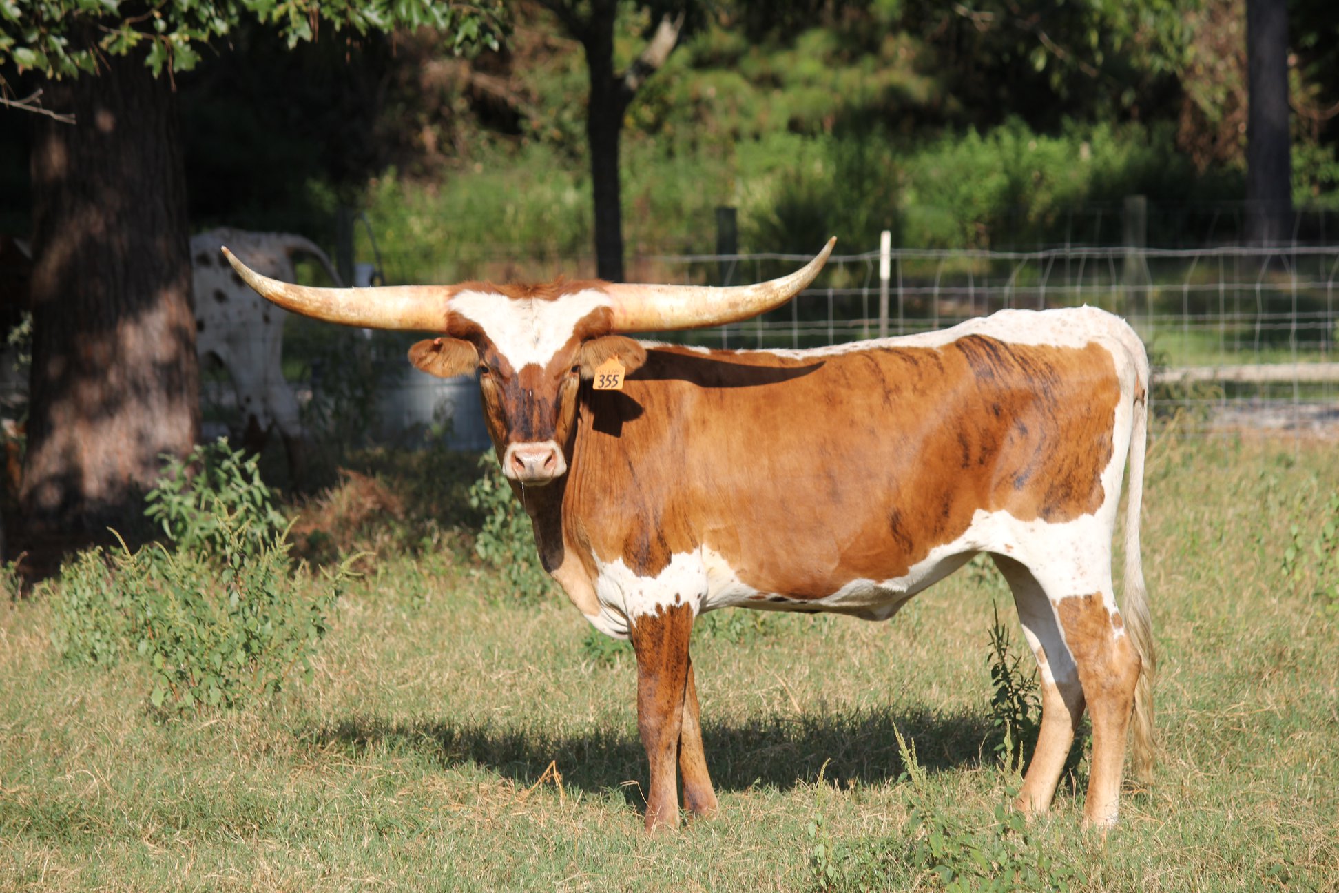 Lazy A Longhorn Ranch | Shepherd TX