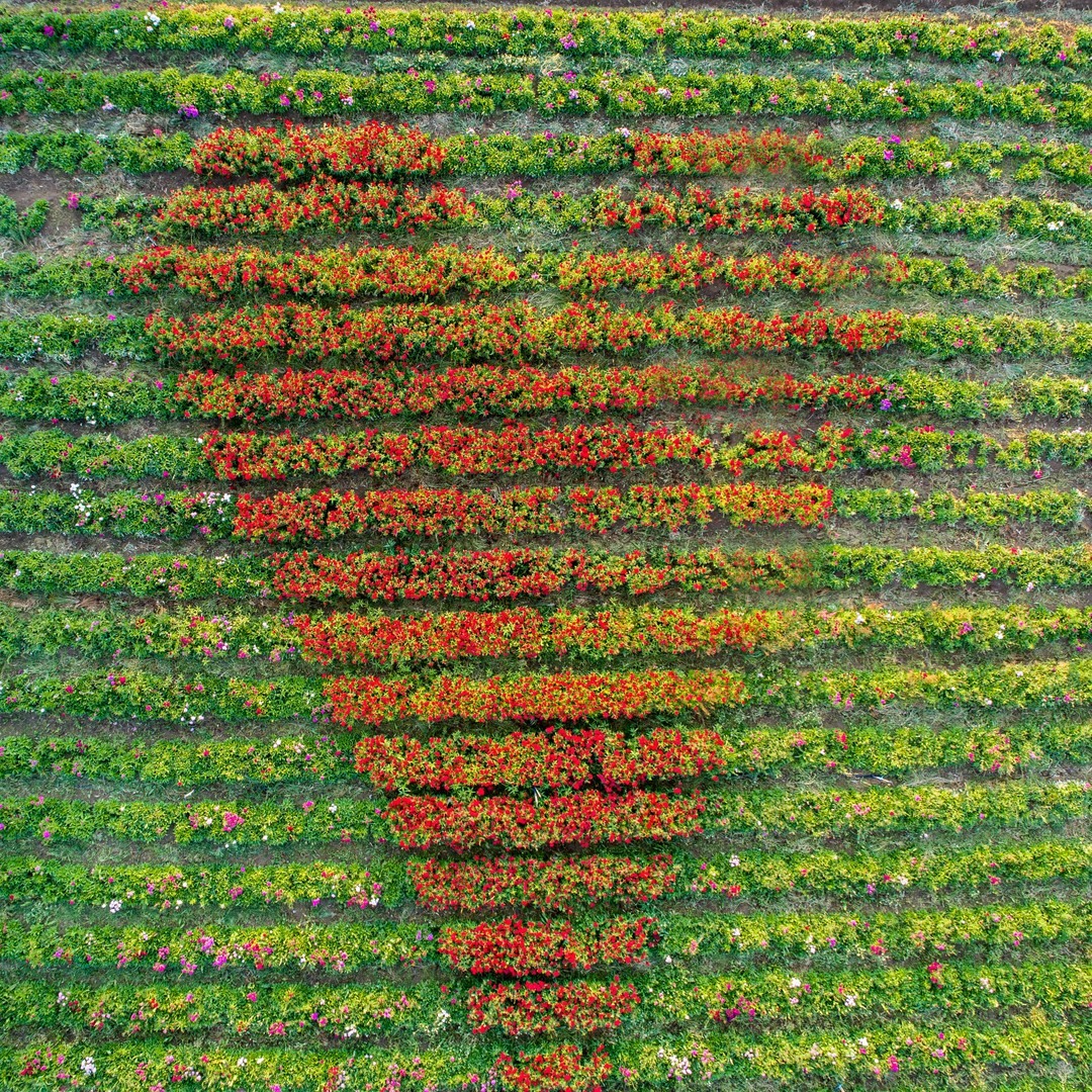 The Bloom Barn Farm | Peats Ridge NSW