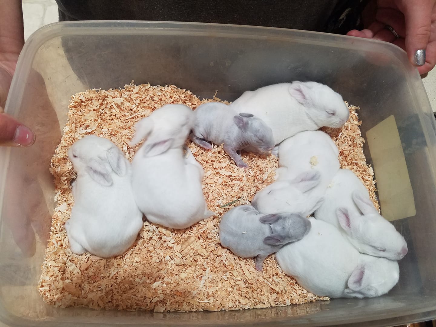 Our current babies!! The darker... - Wild Winds Rabbitry