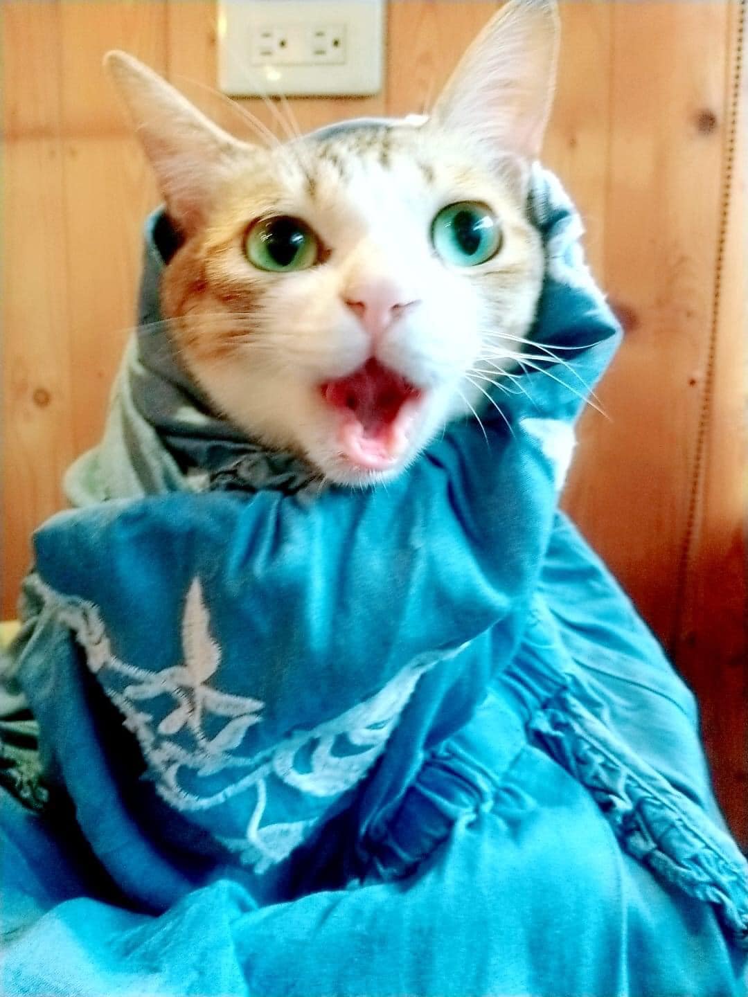 GATTO CAPO - 中秋節小卡限量贈送 記得跟櫃檯索取 請訂閱 #Holy女王是隻貓 頻道... | Facebook