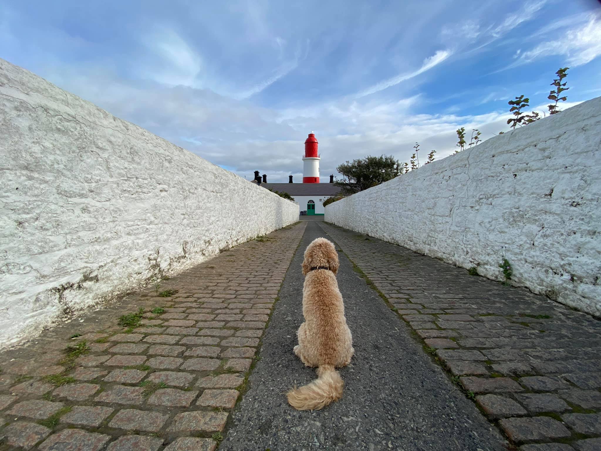 The adventures of Mr Brodie So dad... - Brodie the Cockapoo | Facebook