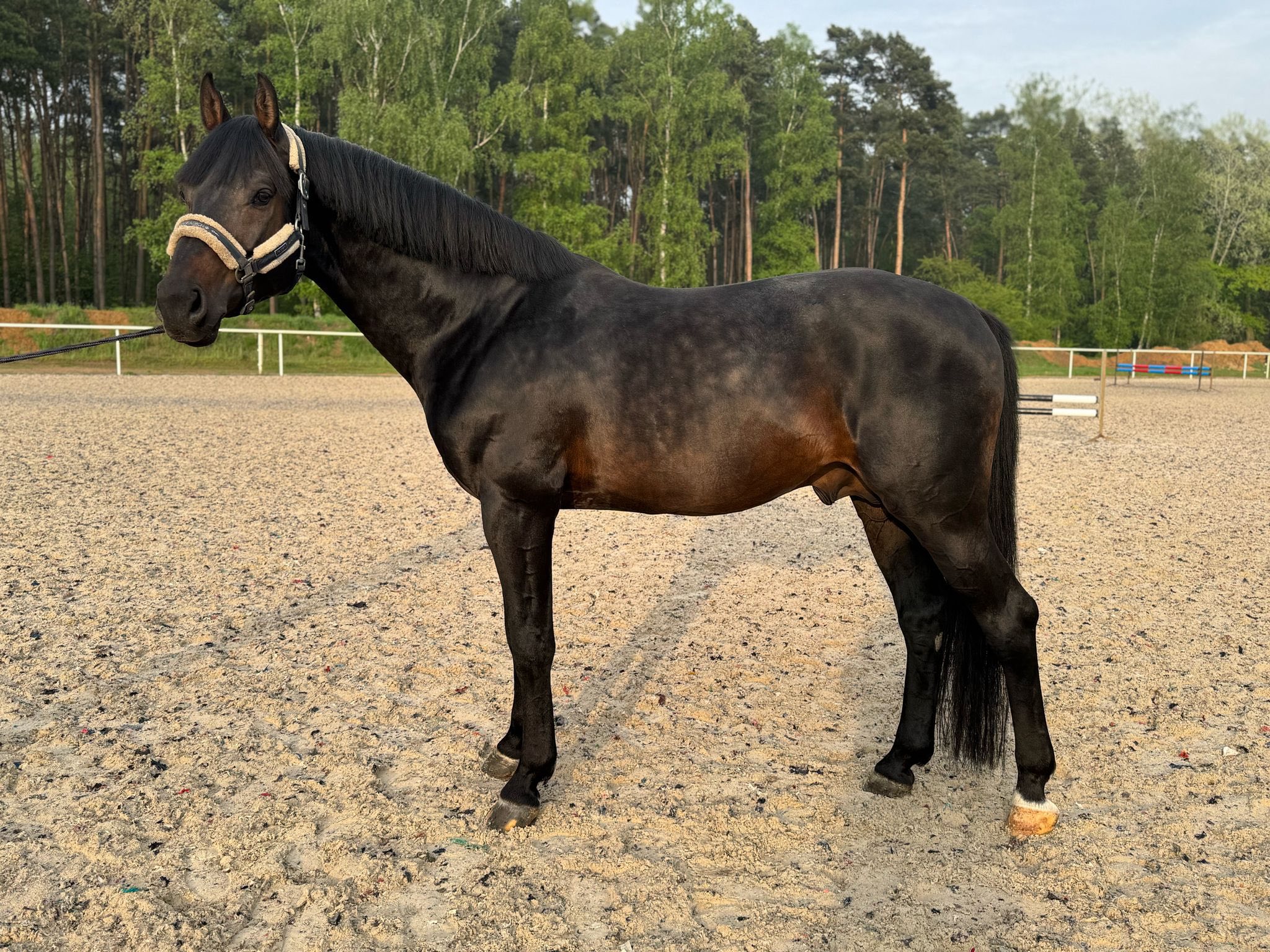 Diarado and Conthagros horses for sale in Poland