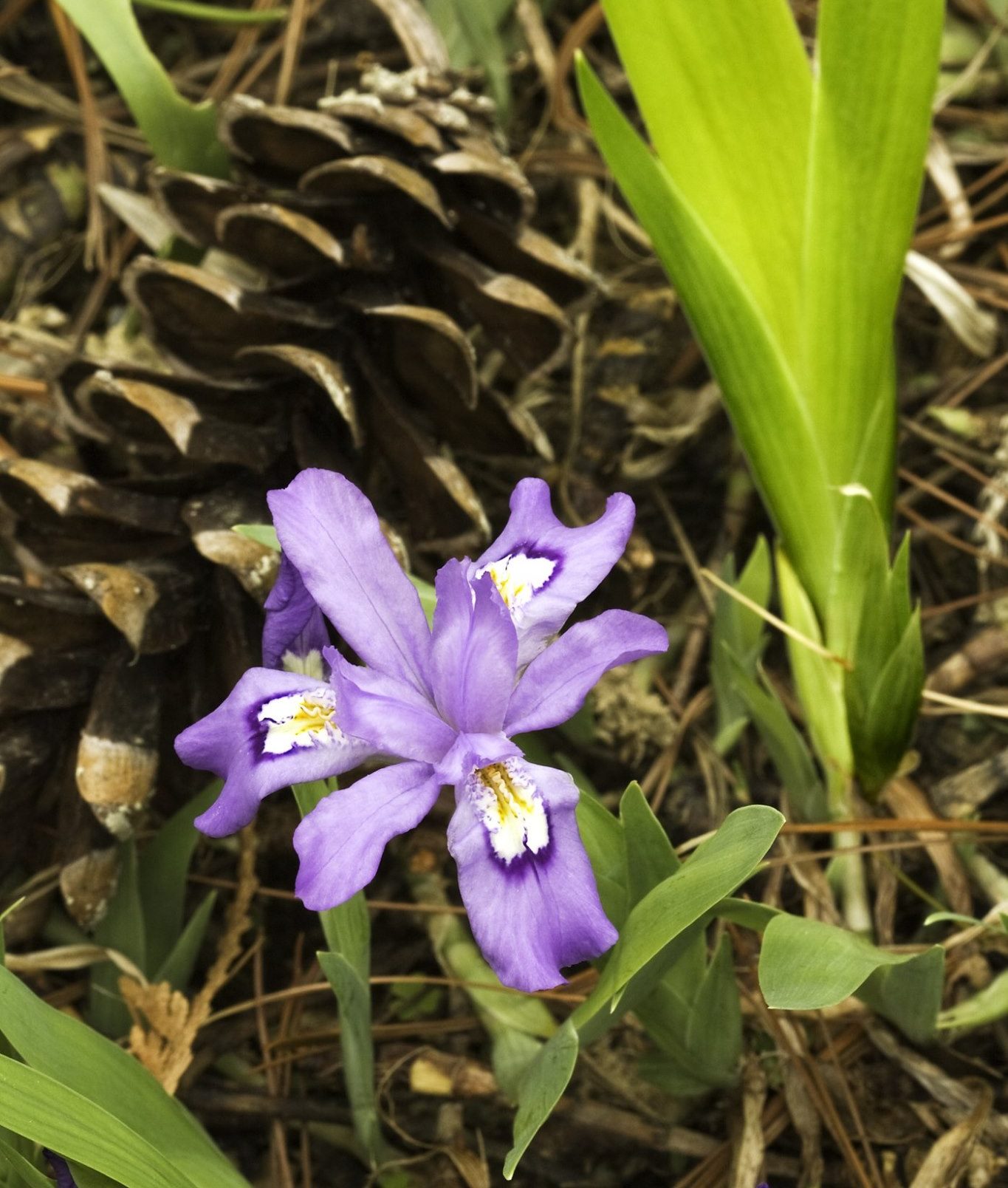Native Plant Spotlight: Crested iris... - U.S. Botanic Garden | Facebook