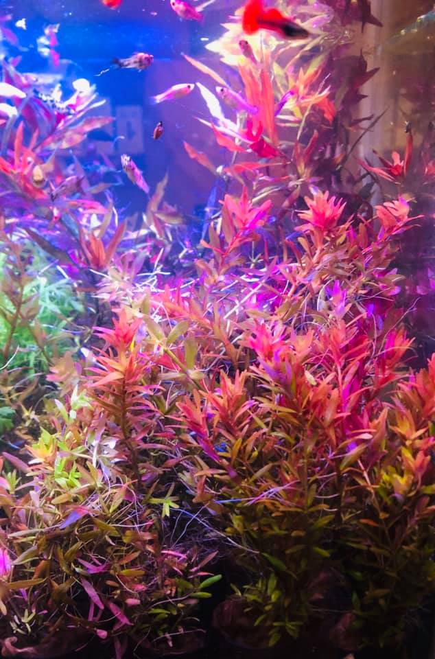Aztec Aquarium - Just arrived - we have some stunning... | Facebook
