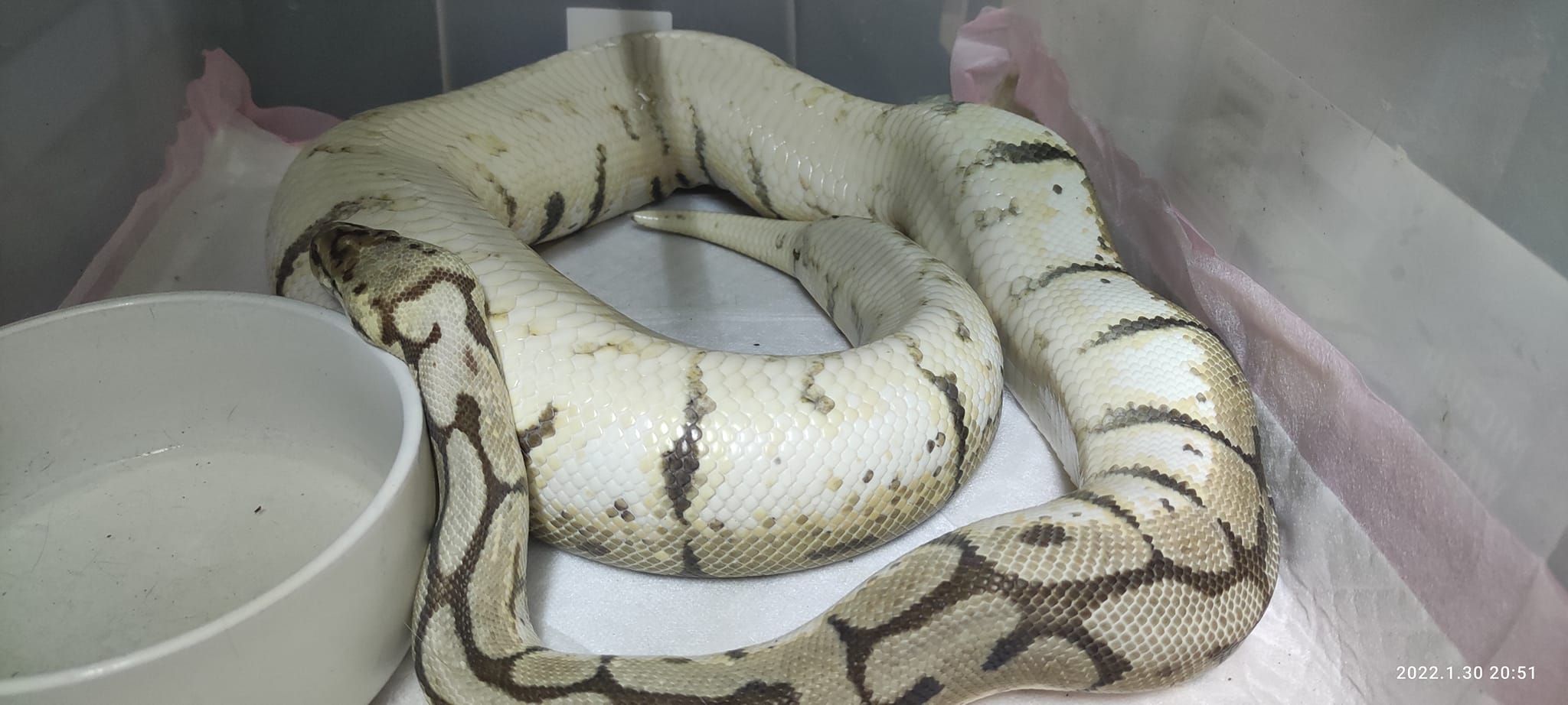 Snake Gentleman - พักนี้สาวๆที่บ้านนอนท่านี้กันเกือบทุกนาง.... | Facebook