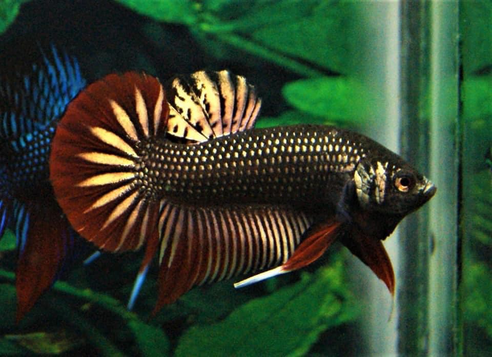 Dfaquatics