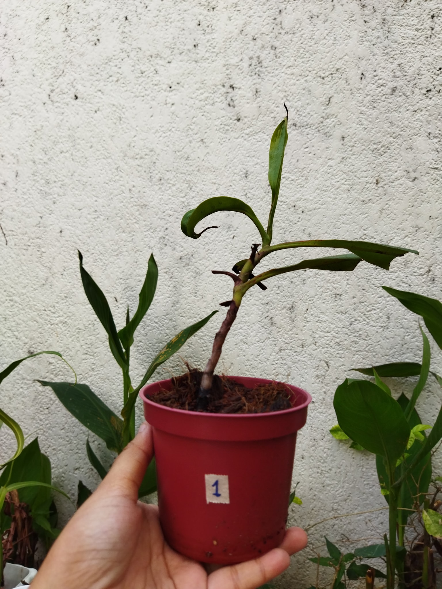 ‼️AVAILABLE‼️ PHP1000 - Plants R Us -Manila