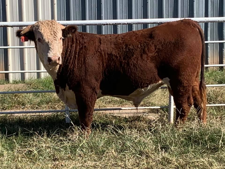 Square G Ranch | Putnam OK