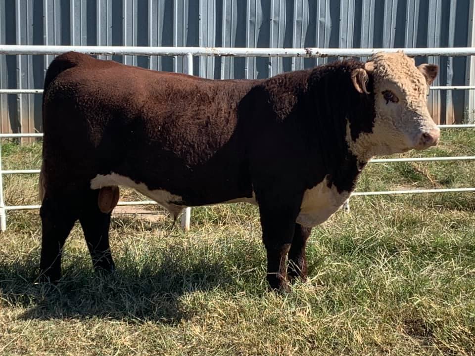 Square G Ranch | Putnam OK