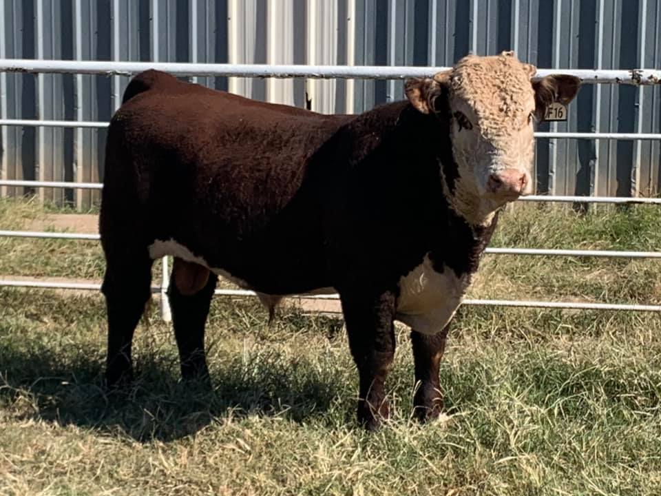 Square G Ranch | Putnam OK