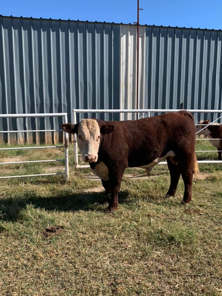 Square G Ranch | Putnam OK