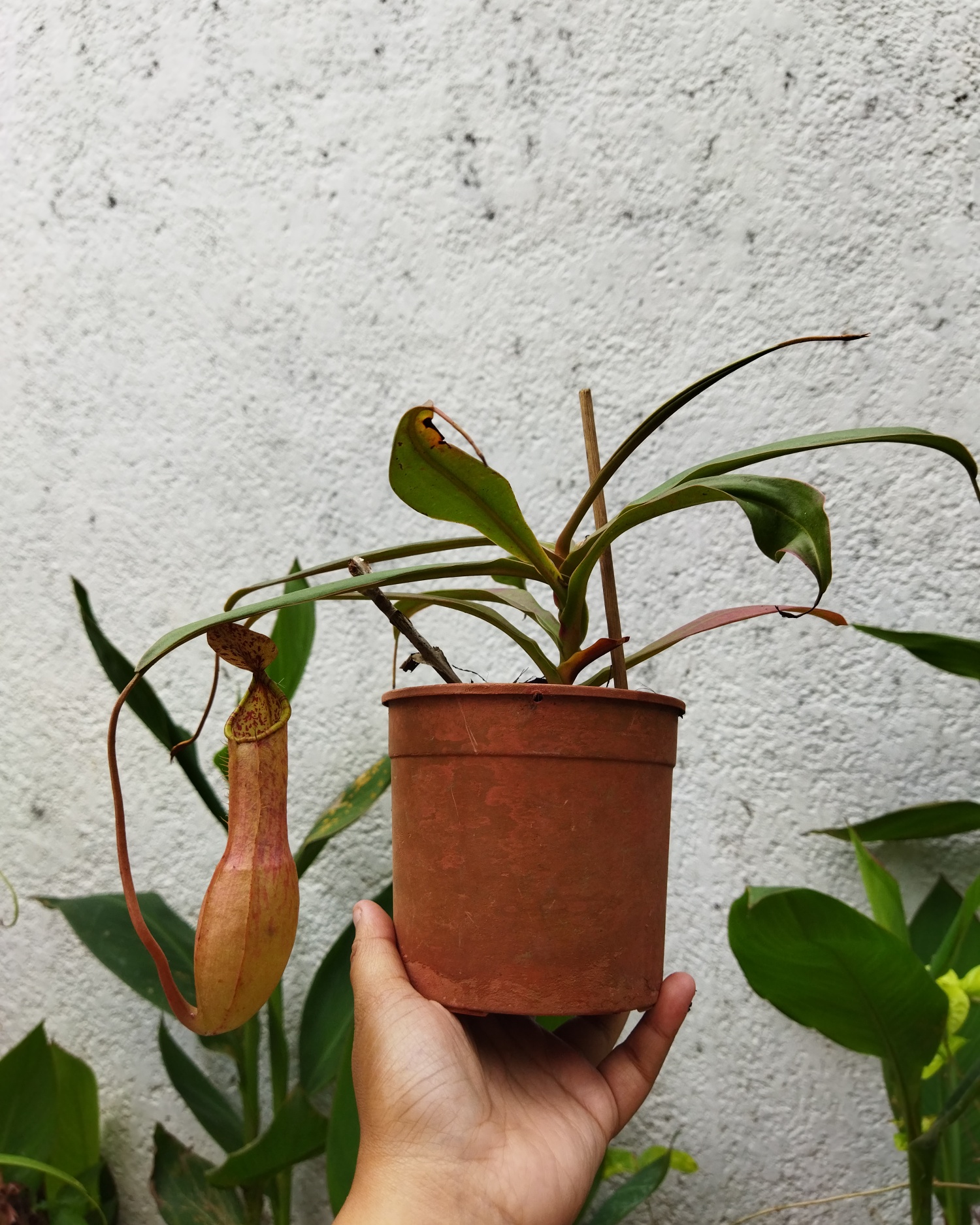 ‼️AVAILABLE‼️ - Plants R Us -Manila