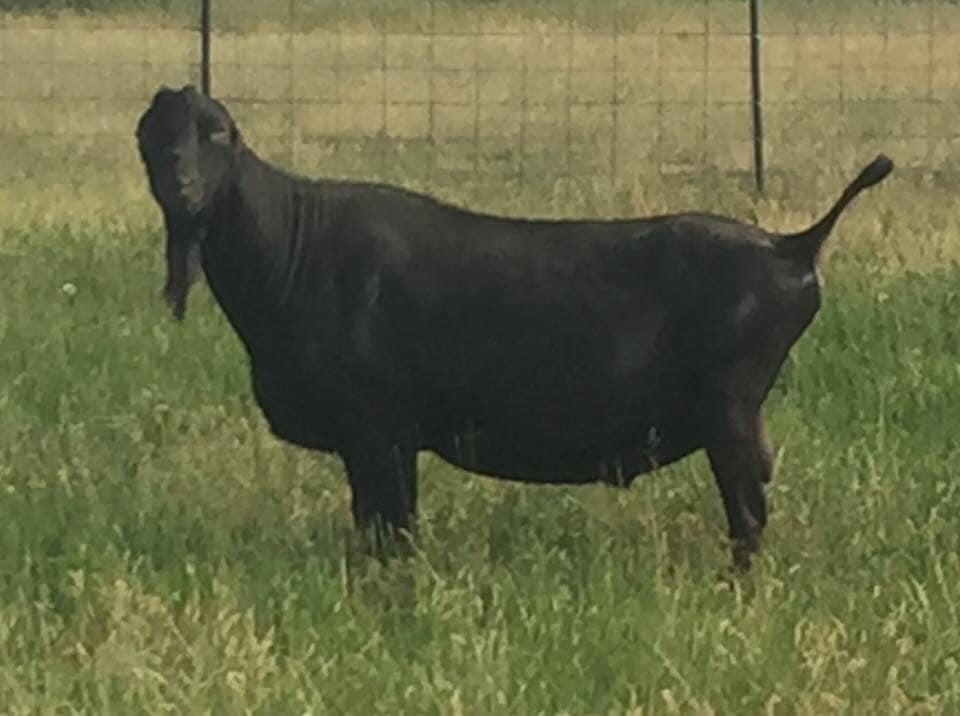 Blue Moon Ranch | Gavilan Hills CA