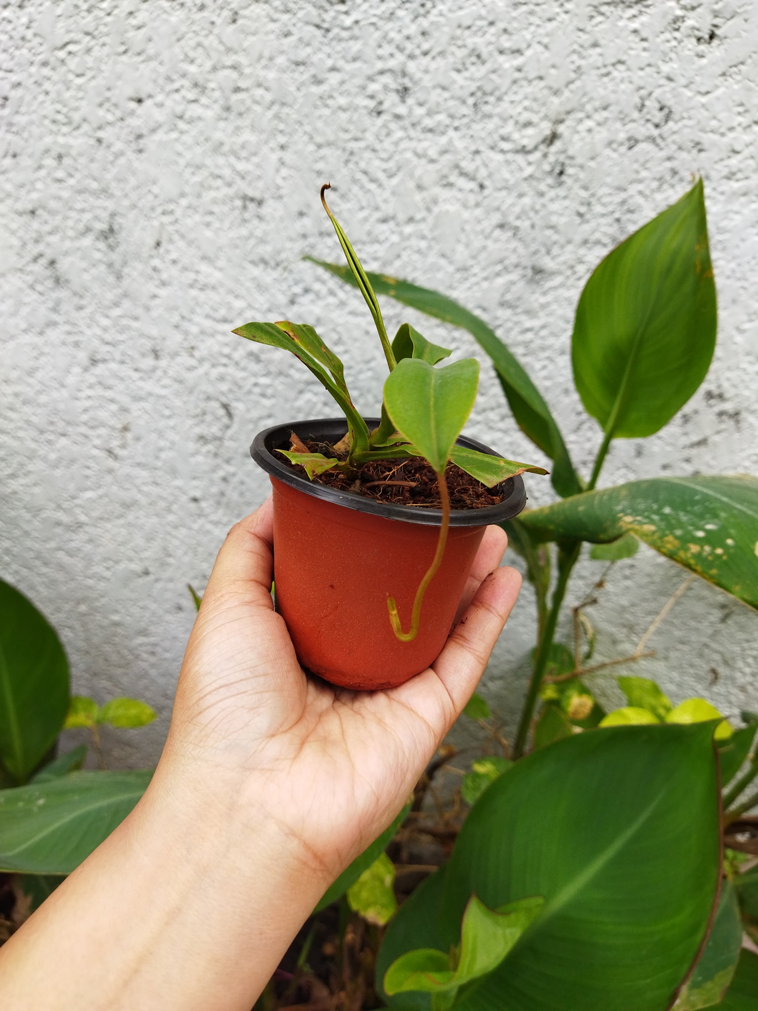 ‼️AVAILABLE‼️ PHP1000 - Plants R Us -Manila | Facebook