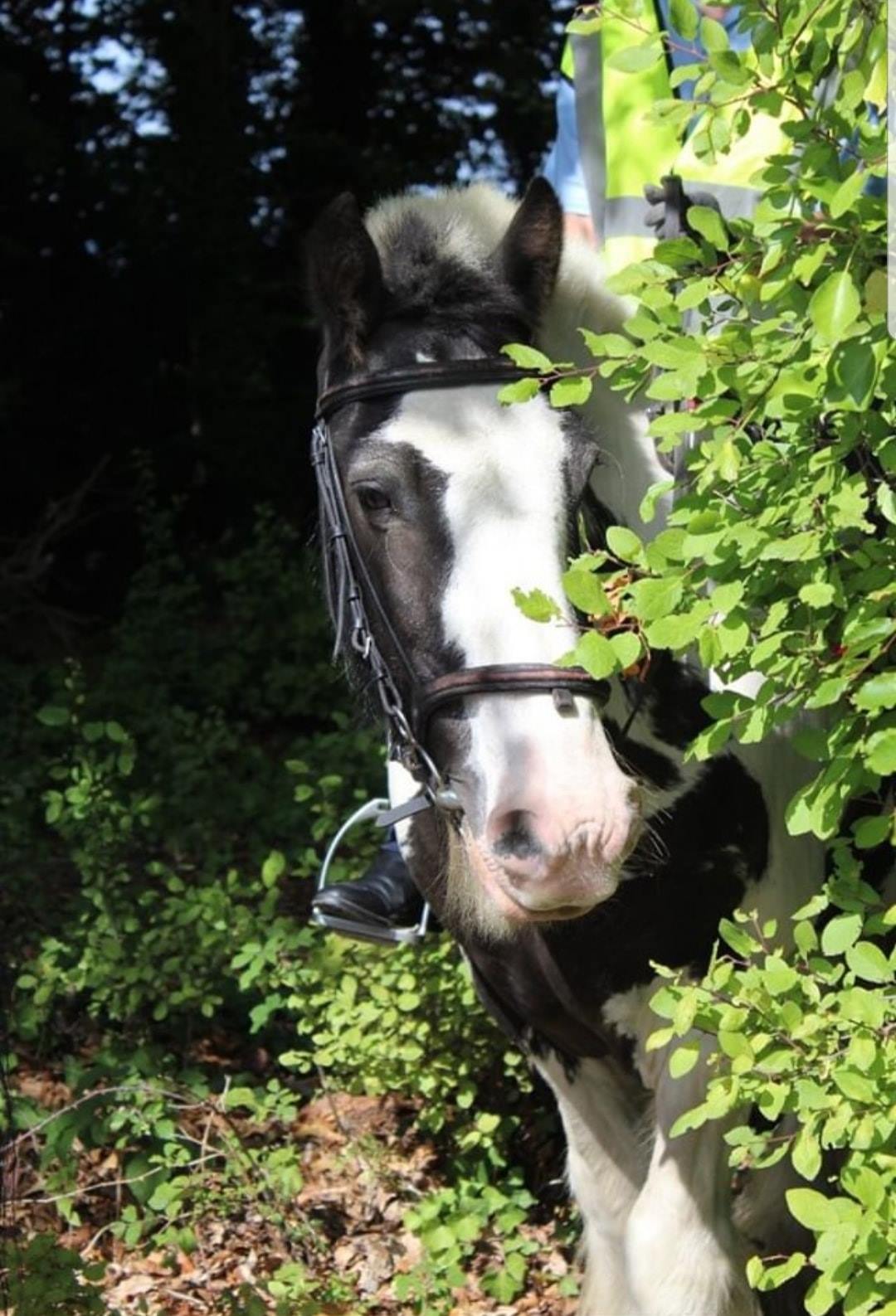 Boxley Riding School | Maidstone