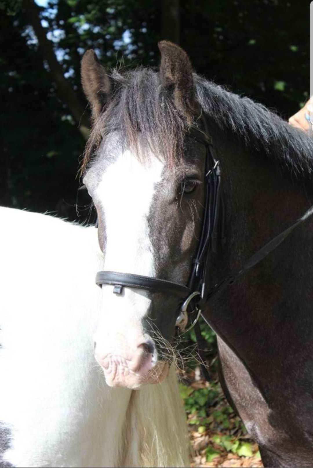 Boxley Riding School | Maidstone