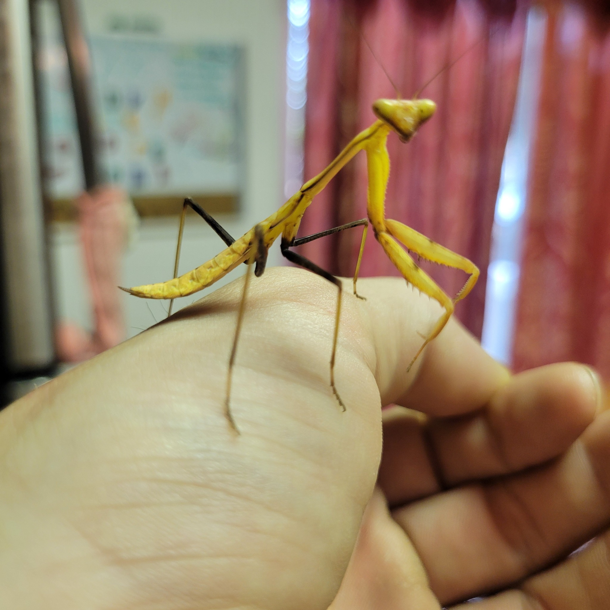 New praying mantis pet needs a name